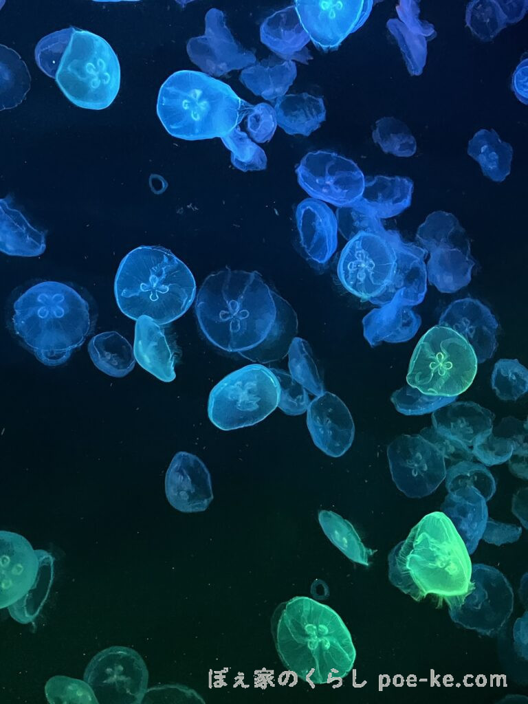すみだ水族館のくらげ展示